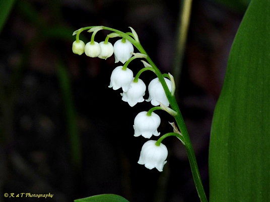 {Convallaria majalis}